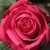Roza - Vrtnica čajevka - Miss All-American Beauty